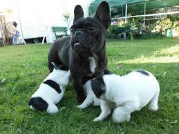 Extrem kc nregistrat pui de bulldog francez pentru adoptare     