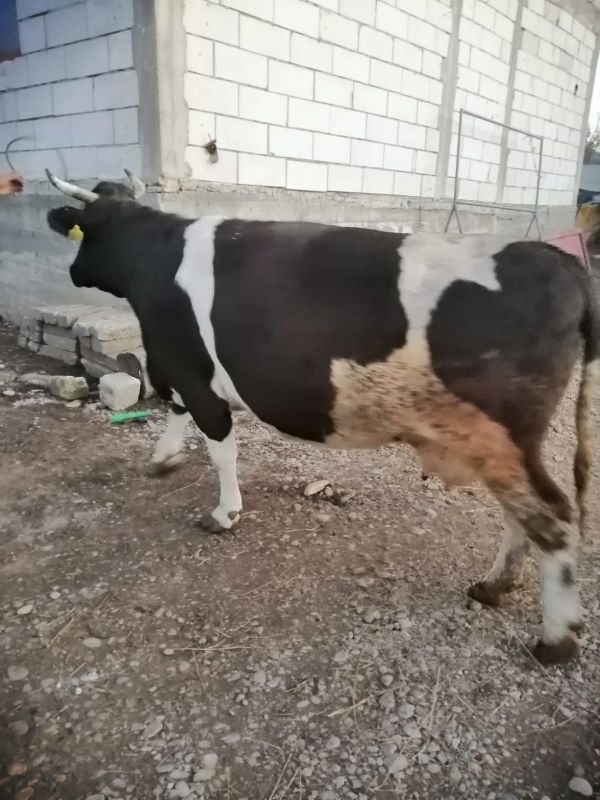Vand vaca gestanta in 7 luni.