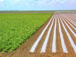Agricultura Strainatate