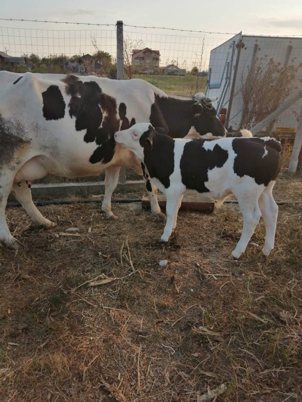 Vand 2 vaci Holstein si una Schwyz.