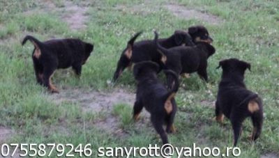 Catei rottweiler