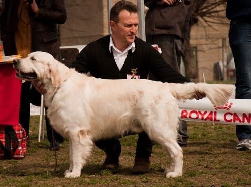Pentru monta mascul Golden Retriever exceptional