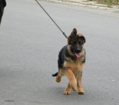 Vand Pui ciobanesc german