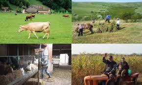 Personal pentru FERME ANIMALE