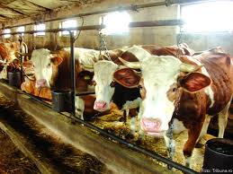 Ferme de Animale Trier-Germania 1.300 Euro