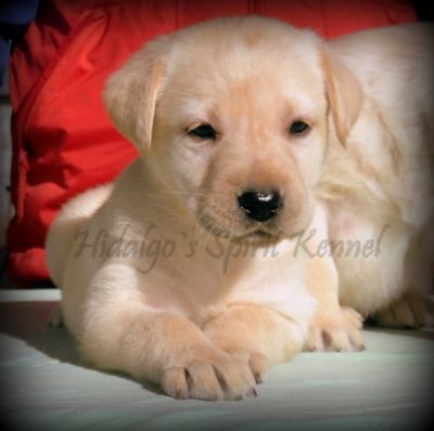 Pui Labrador Retriever AURIU