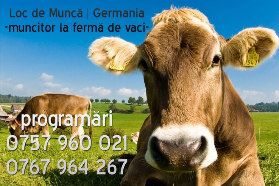 Angajam muncitori la ferme de vaci
