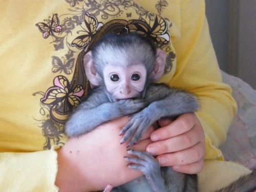  Minunat maimuță capucină minunat pentru adoptare     