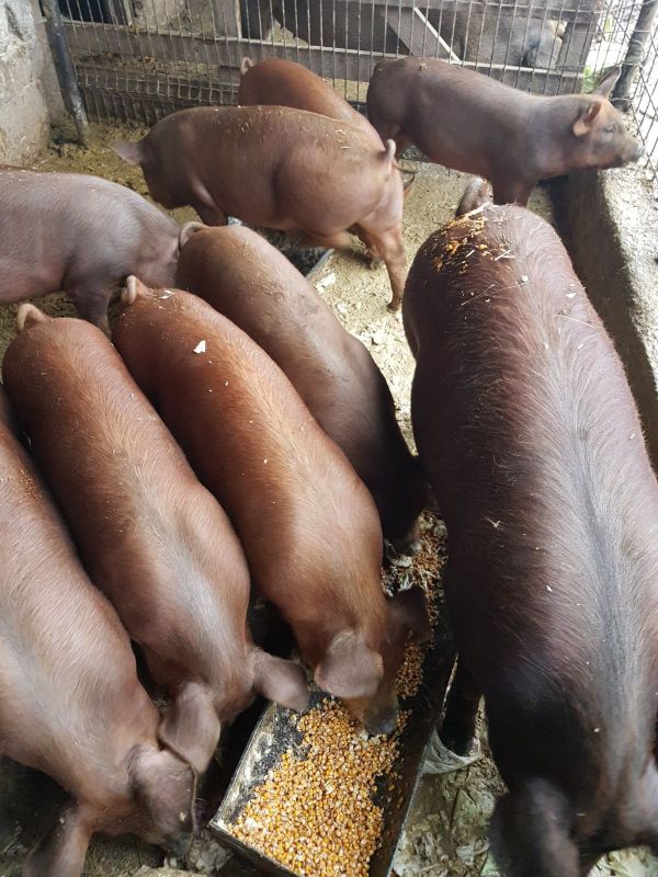 Vand  porci in viu sau taiati ,de carne intre 80-150 kg 