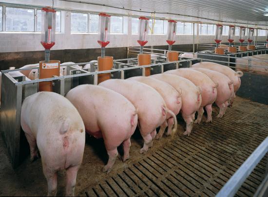 Germania munca in ferma de porci 