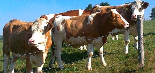 Vindem Vaci si Juninci de Rasa de Lapte si Carne