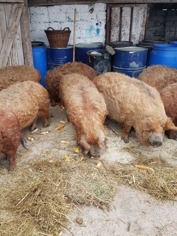 Vand porci duroc si rasa pietrain,