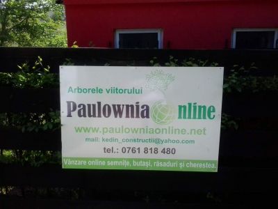 Paulownia online 