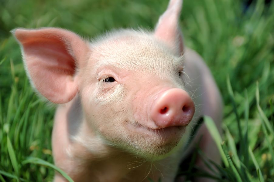 Germania personal ferma porci 