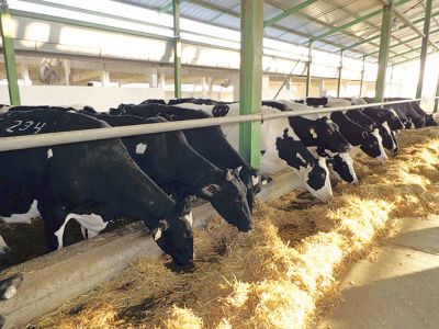 Un job sigur la Ferme de animale Germania