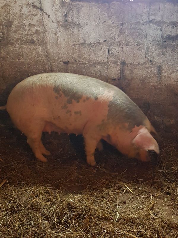 Vand porci rasa de carne