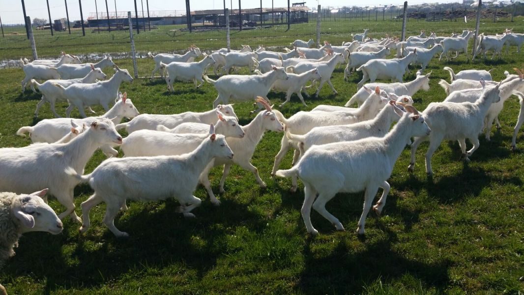 Vand 170 capre saanen si 4 boer  cu iezi