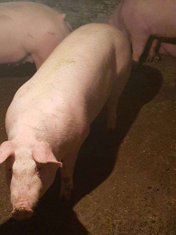 Vand porci 110 kg pana la 150kg cu transport inclus,