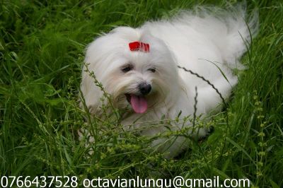 Vand Bichon Maltez