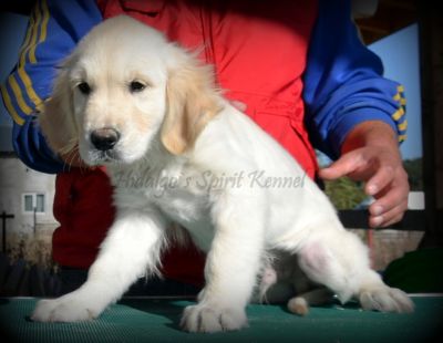 Pui Golden Retriever Hidalgos Spirit