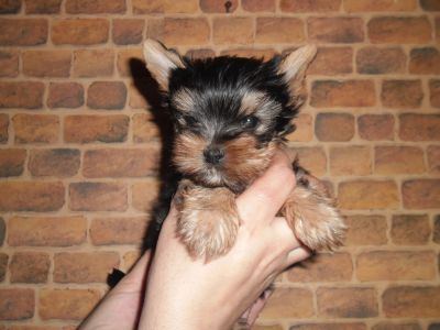 Yorkshire terrier talie mica cu Pasaport,microcip