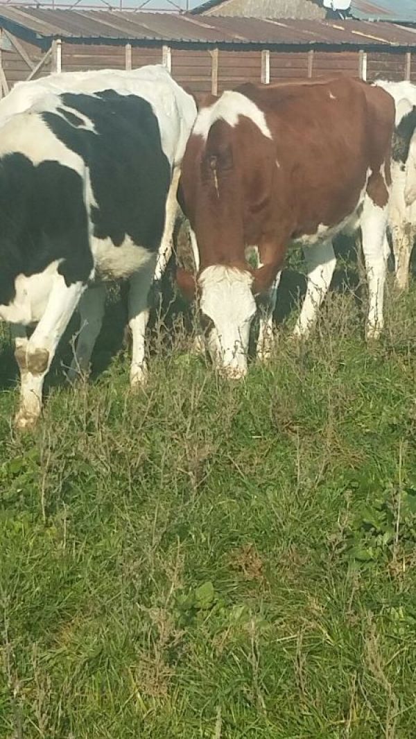 Vand 5 vaci Holstein si baltata romaneasca 