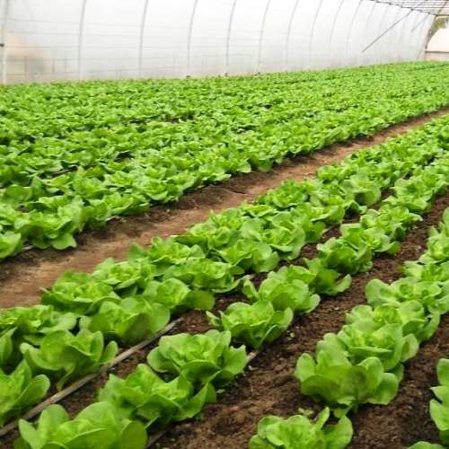 Angajam la ambalat salata in germania