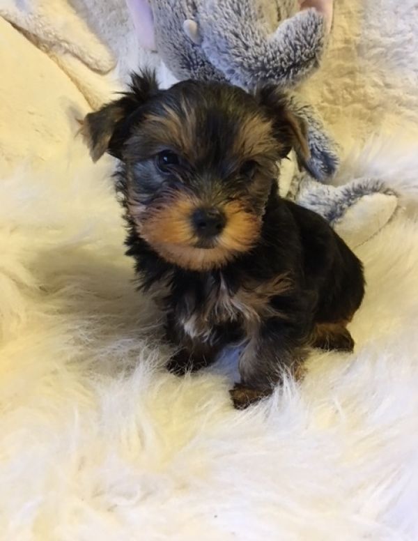 Lovely pui Yorkshire Terrier-ul
