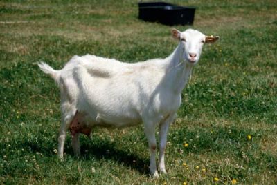Vand 40capre saanen si alpin franceza cu pedigree