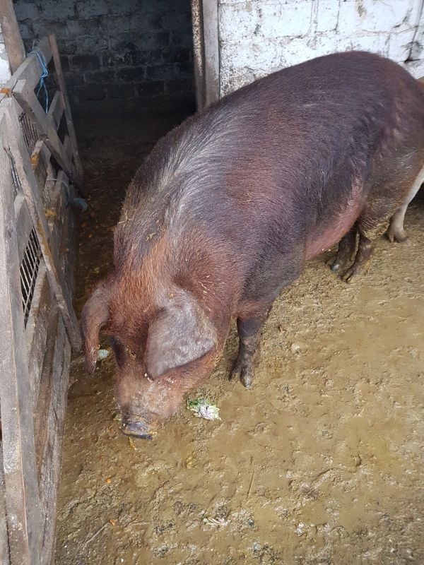 Vand 7 porci duroc intre 80-150 kg si 3 porci ma