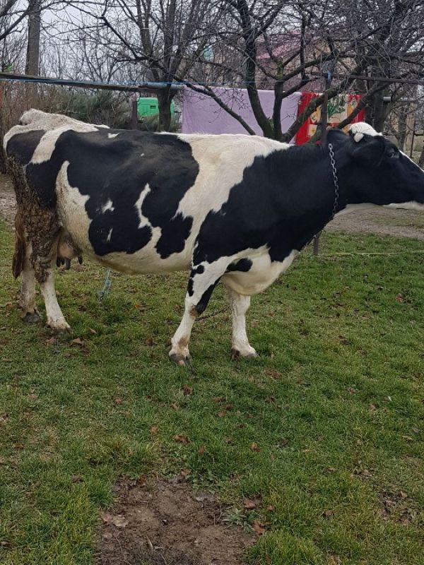 Vand vaca holstein foarte buna de lapte