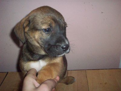 Tosa inu de calitate