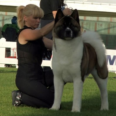 Pui Akita Amercian