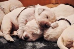 Pui Golden Retriever de exceptie