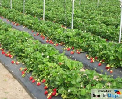 Recoltat Agricultura Germania 1200 Euro