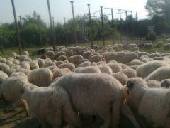 Vand 250 turcane,oachese, bucalai