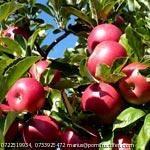 Lichidare stocuri pomi fructiferi altoiti autohtoni
