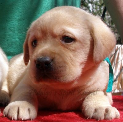 Pui Labrador Retriever AURIU