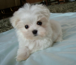vand pui bichon maltez albi talie minii !!! 650.ron!!!!