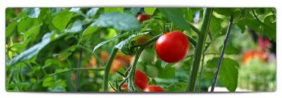 Sere de Legume Nurnberg 1.200 eur