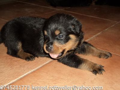 Catei rottweiler de vanzare