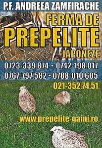 Vindem prepelite si pui de prepelita, oua si carne