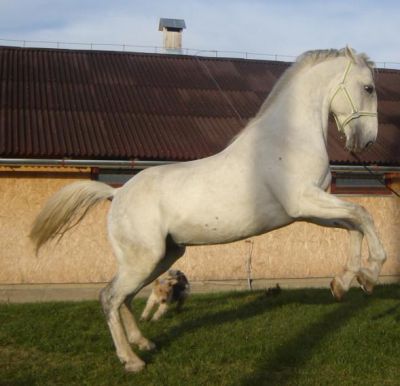 Ferme de animale Italia 1200 Euro