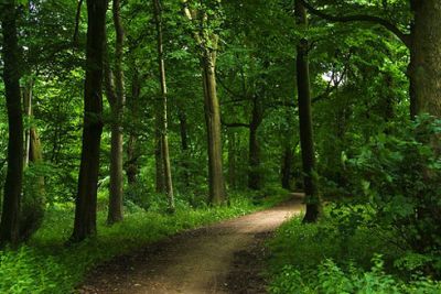 Domeniul forestier Germania,jobs