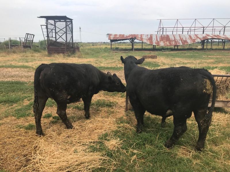 Vand juninca si tauras rasa Angus originala 