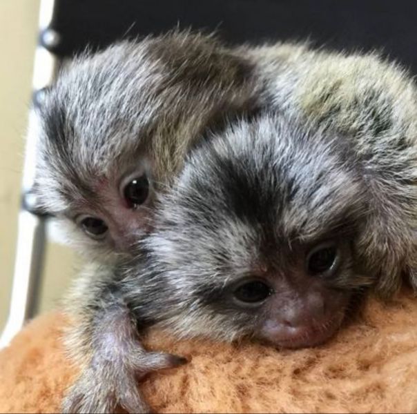 Maimuțe marmoset frumoase disponibile