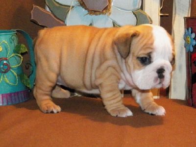 Catei Bulldog englez  de vanzare