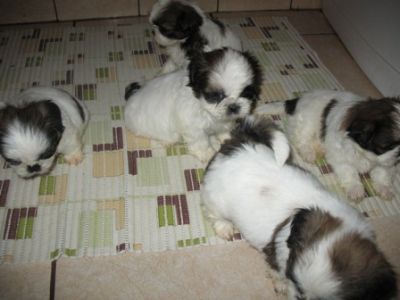 Vand catei rasa  Shih-Tzu de 6 saptamani