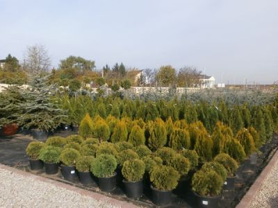 tuia si plante ornamentale