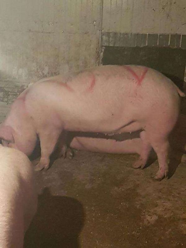 Vand 5 porci 110 kg- 150kg in viu sau taiati